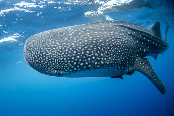 Quels sont les meilleurs spots pour observer les requins baleines au Mexique ?