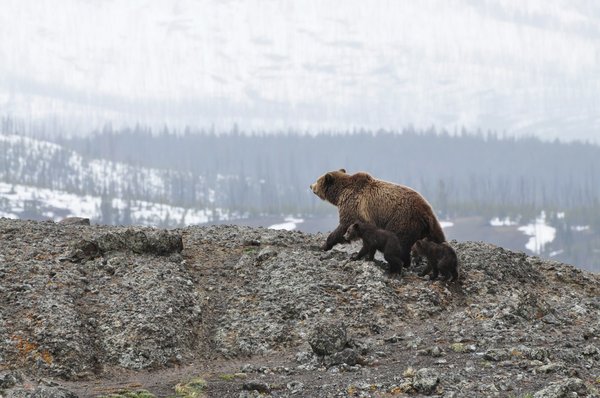 Comment planifier une expédition pour voir les ours bruns en Alaska ?
